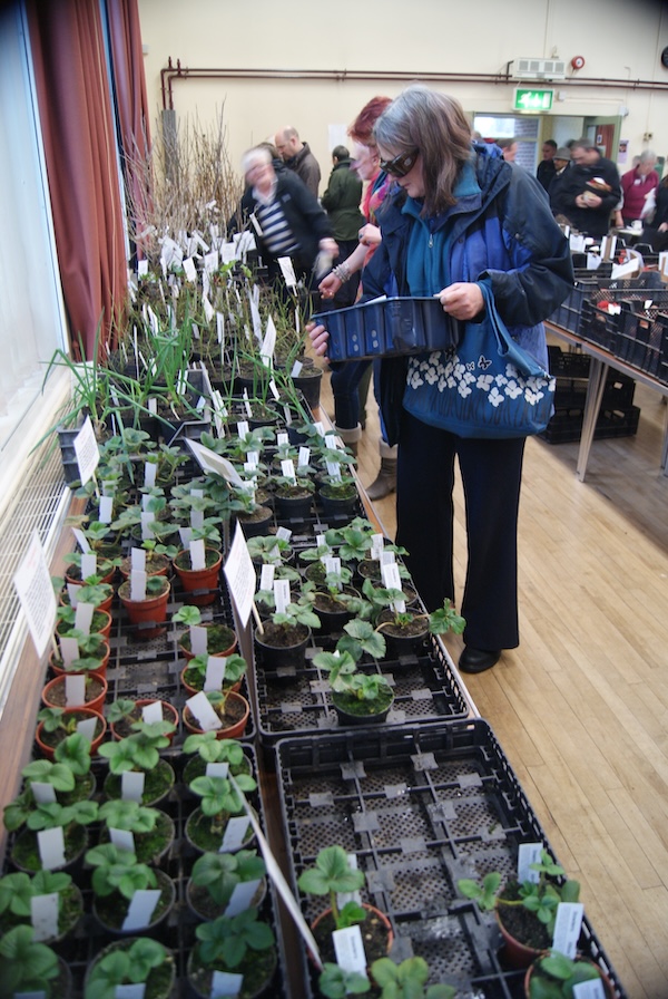 Picture of people viewing the potato stalls