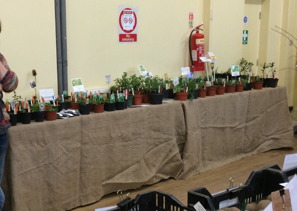 Picture of the herb stall