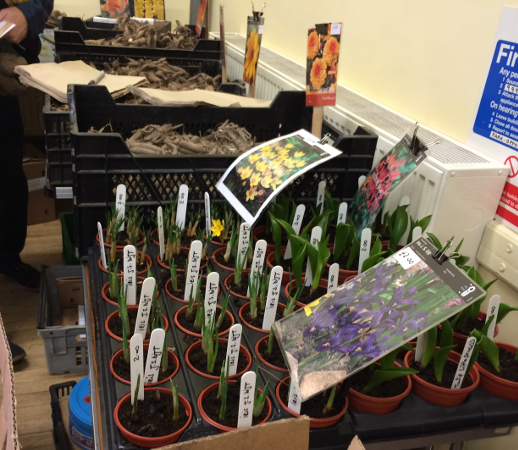 Picture of Iris in pots and dahlias