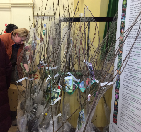 Picture of fruit trees